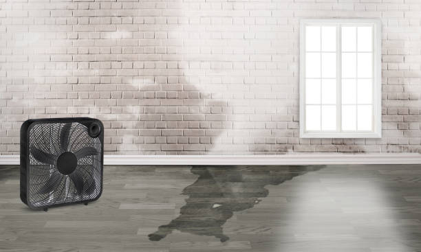 Best Local water damage restoration  in Hewlett, NY